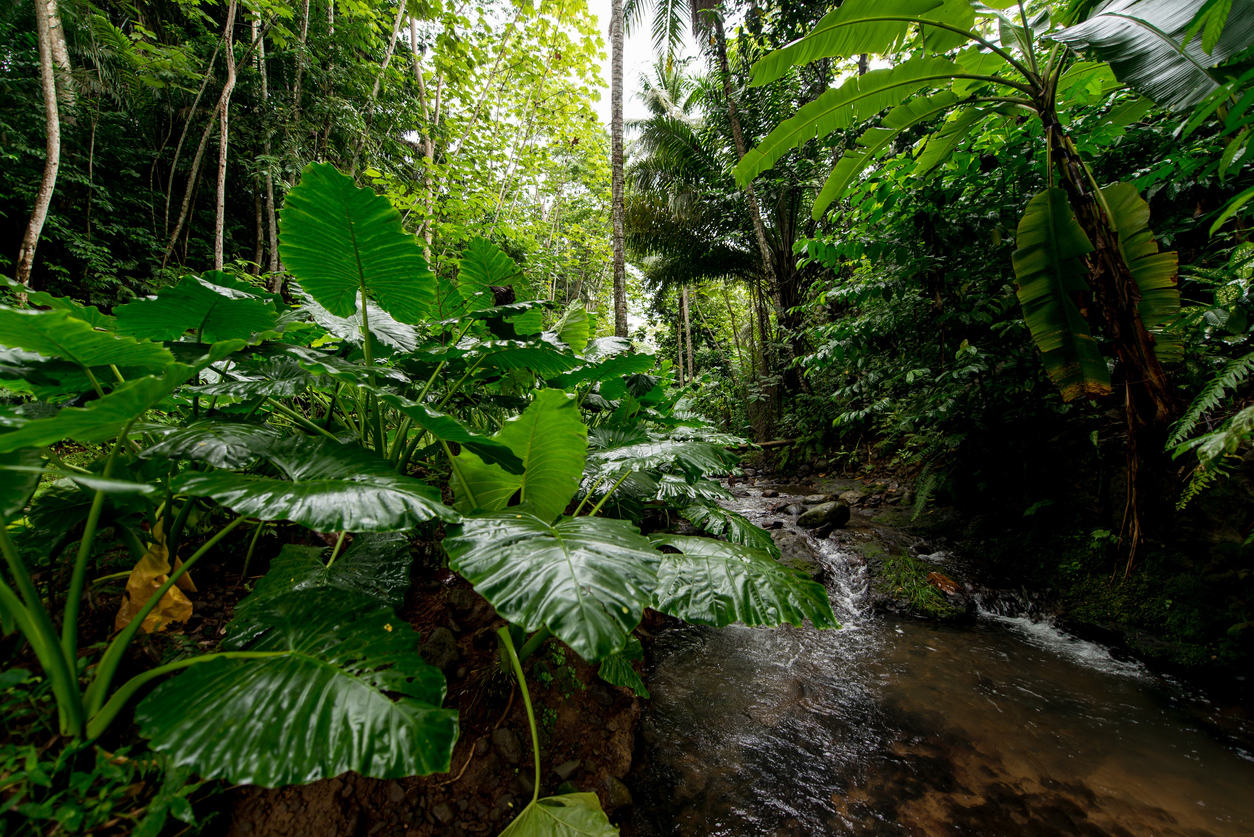 The forest in São Tomé and Príncipe